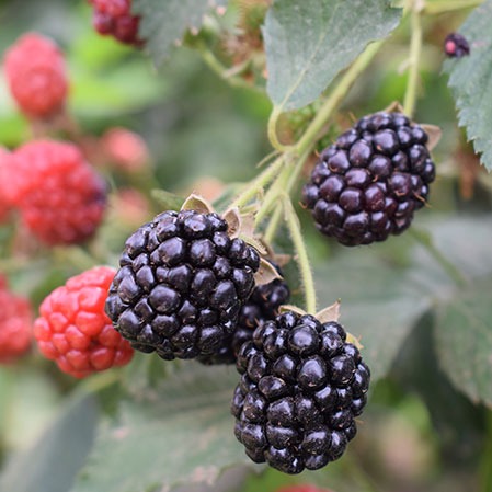 Blackberries on a vine