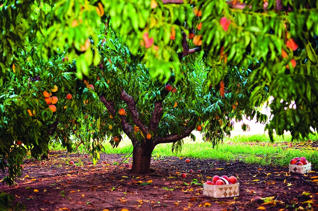 Peach tree with basket of peaches beneath at Jaemor Farms