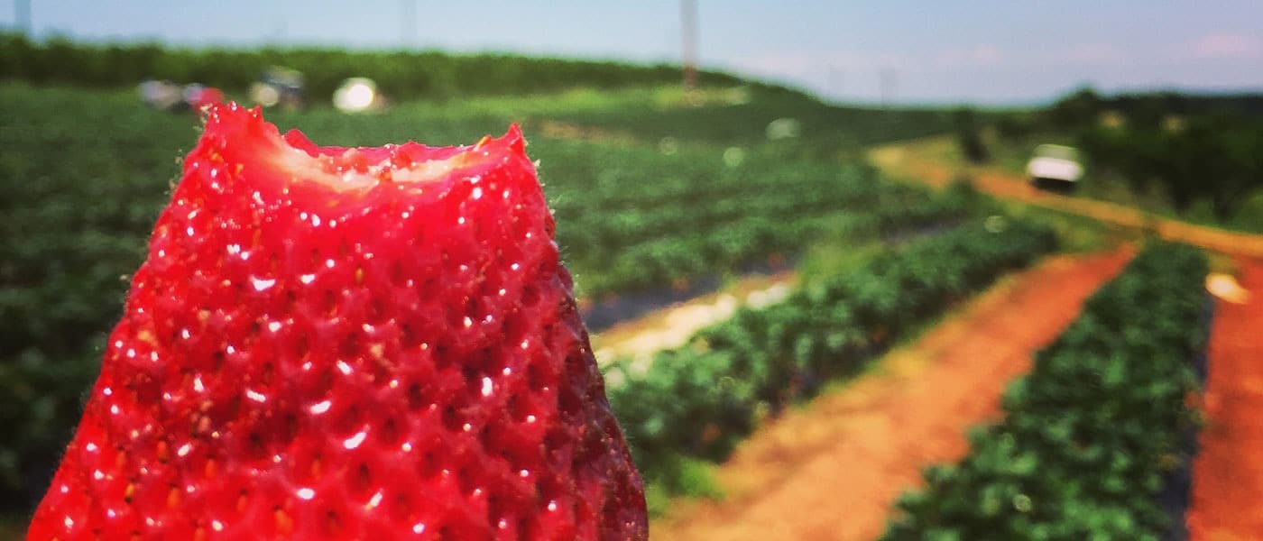 Bitten into strawberry from Jaemor Farms
