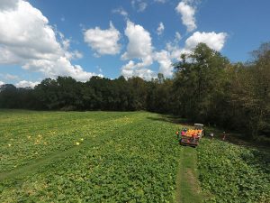 Aerial image of pumpkin field with tractor in background