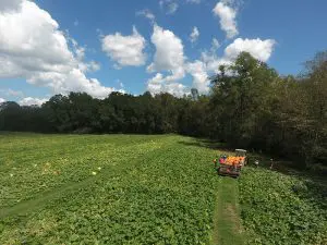 Aerial image of pumpkin field with tractor in background