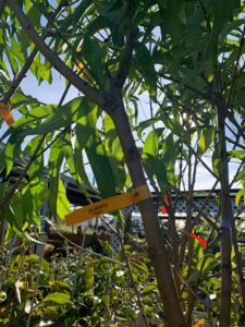 Image of a fruit tree for sale