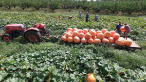 Tractor loaded with large pumpkins