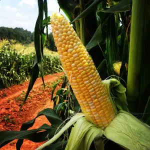 Shucked corn ear in field