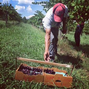 Man picking muscadines and scuppernongs