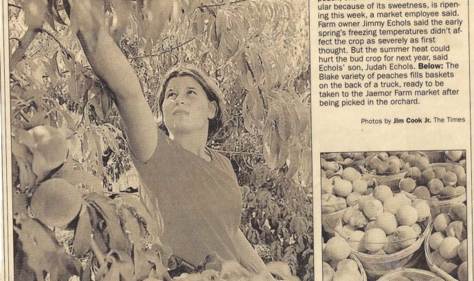 Jesse Echols picking peaches in newspaper clipping