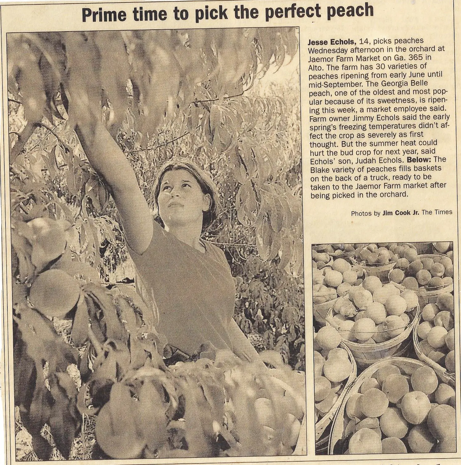 Jesse Echols picking peaches in newspaper clipping