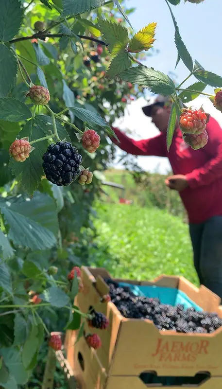 Man harvesting blackberries off vine