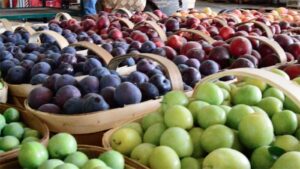 Baskets full of plums