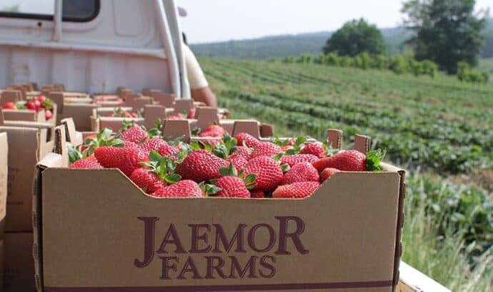 Picture of strawberries in basket on back of a truck at Jaemor Farms