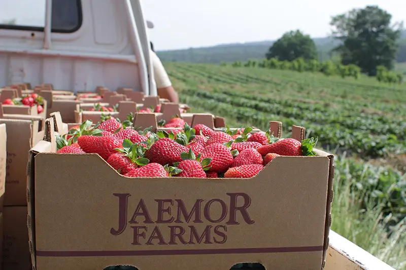 Picture of strawberries in basket on back of a truck