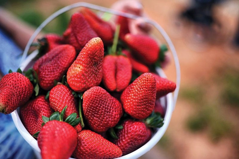 Bucket of ripe red strawberries