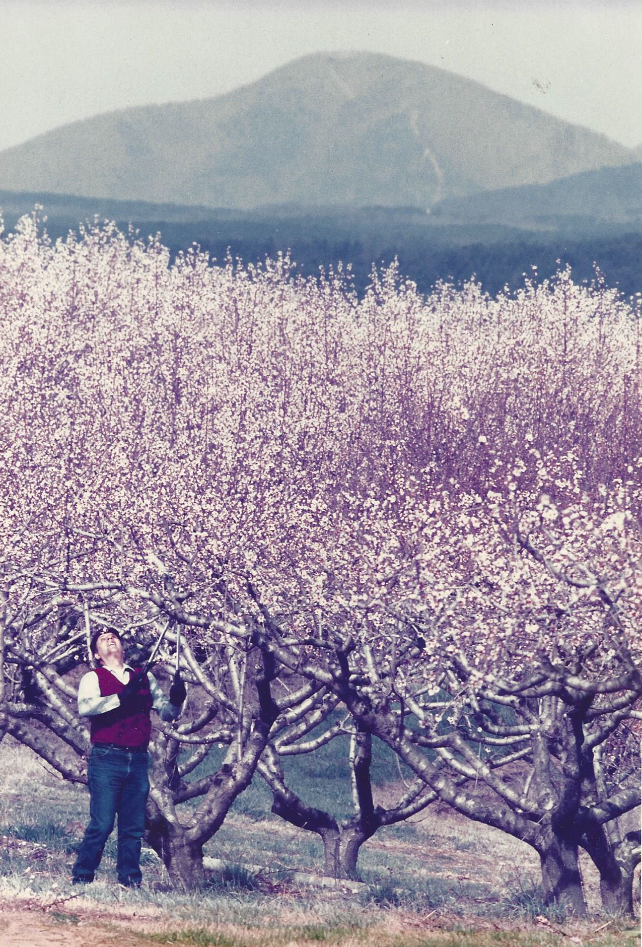 Picture of Jimmy in an orchard