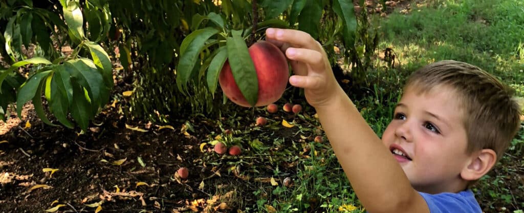 Little boy reaching up to pick peach at Jaemor Farms