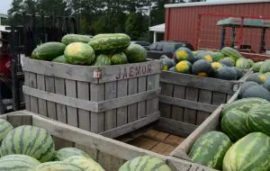 Large crates full of green watermelons