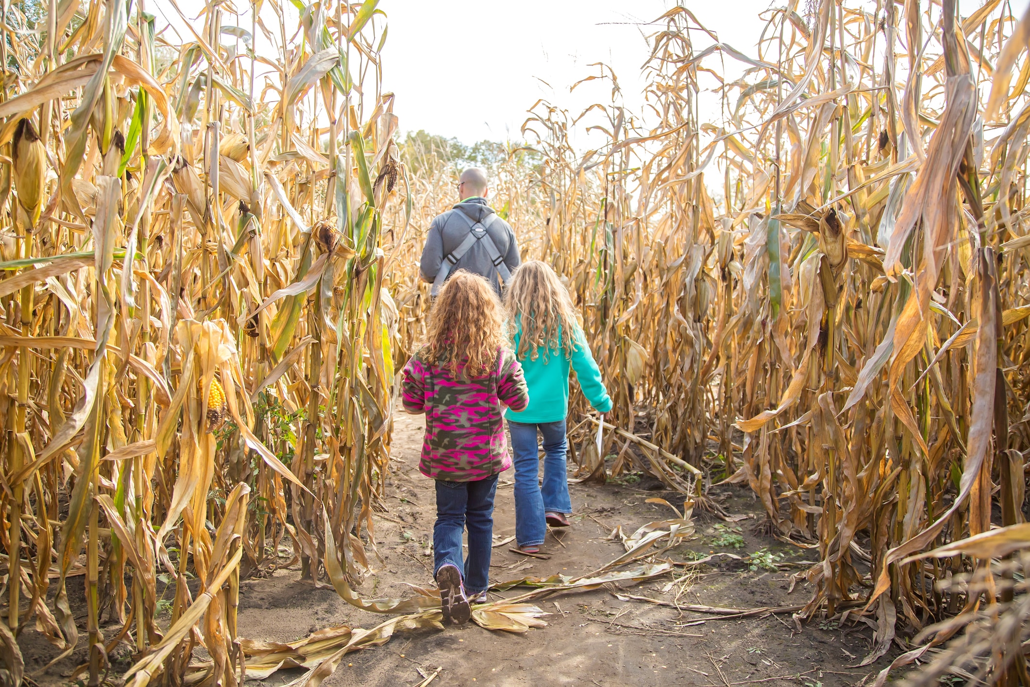 Corn Maze at Jaemor Farms
