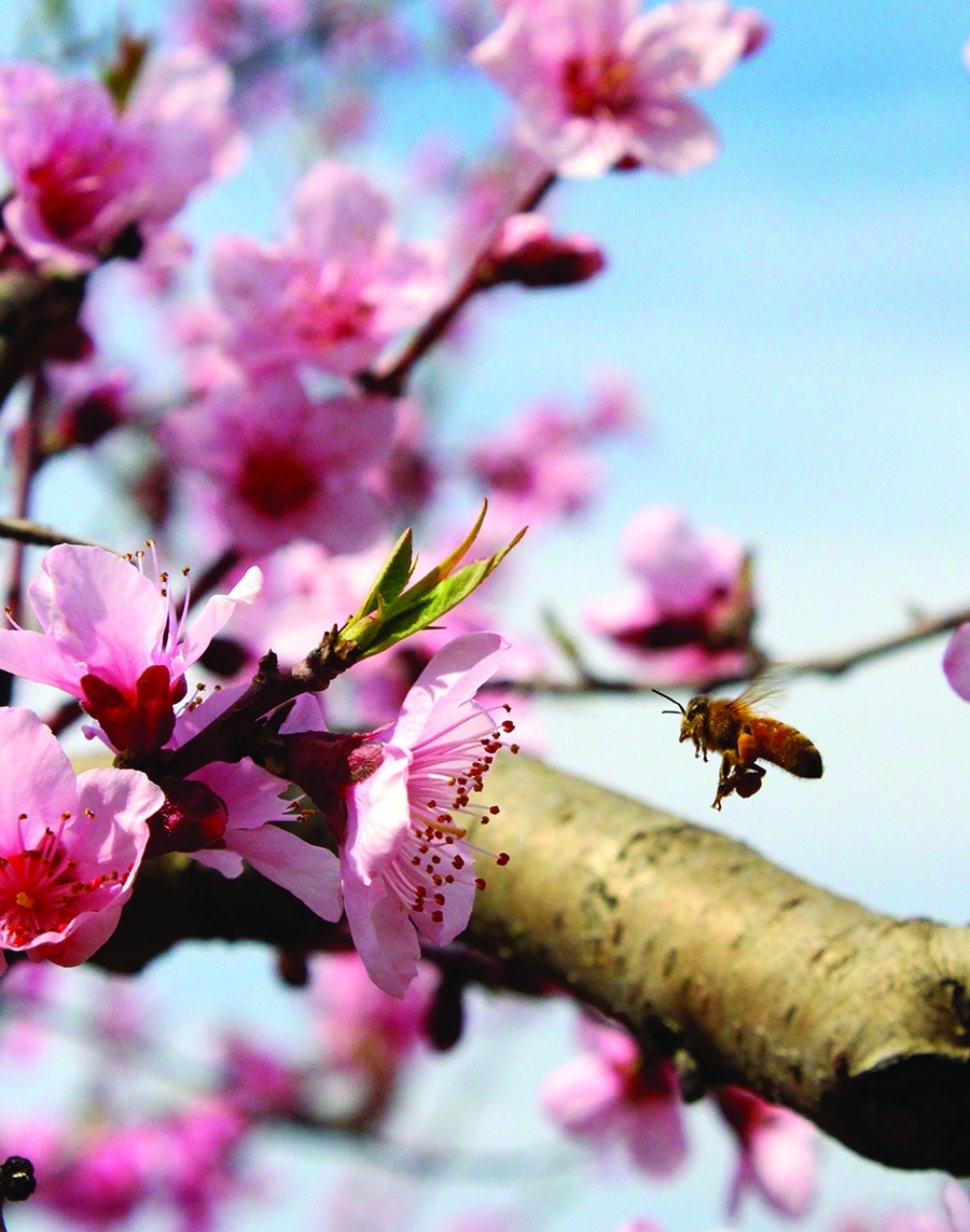 honeybee with peach blossoms at Jaemor Farms