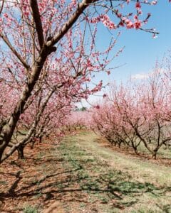 peach blossoms in the orchard at Jaemor Farms