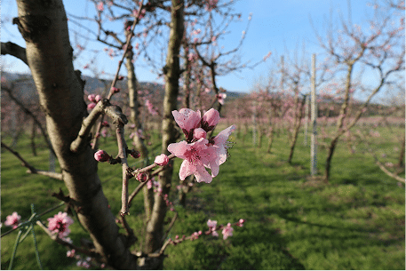 peach blossoms in the spring at Jaemor Farms