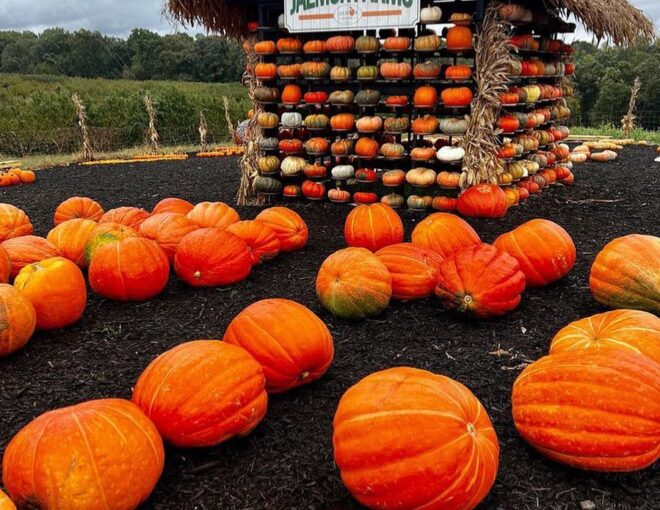 pumpkin wall photo backdrop at Jaemor Farms