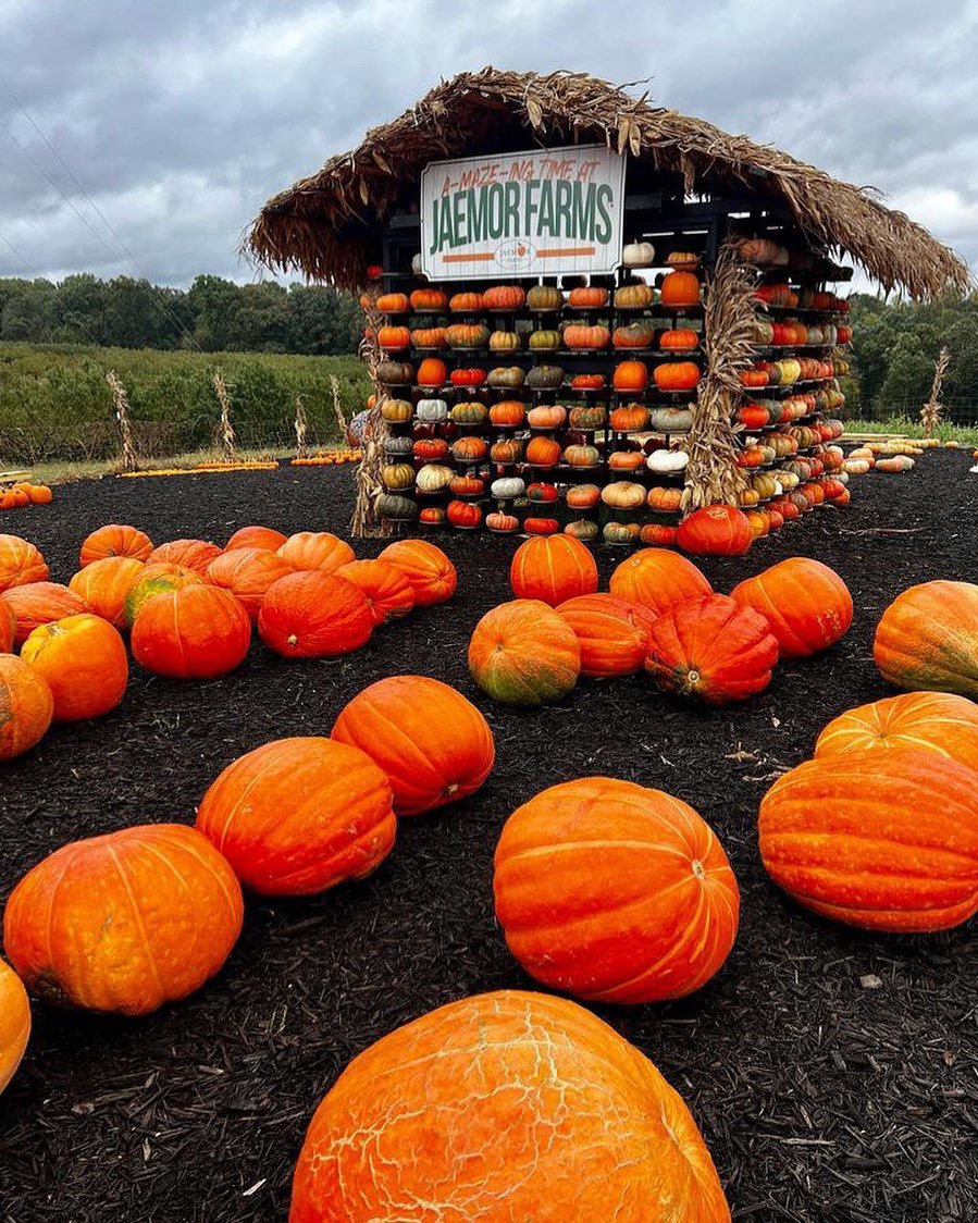 pumpkin wall photo backdrop at Jaemor Farms