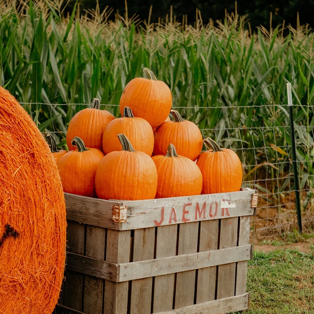 crate of pumpkins at the corn maze at Jaemor Farms