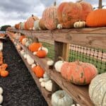 Placeholder: Corn Maze Test
