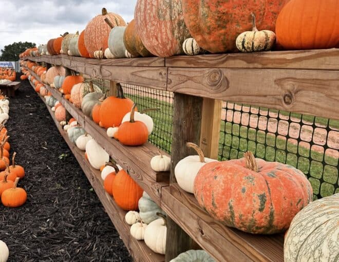 pumpkins for sale at Harvest Celebration at Jaemor Farms