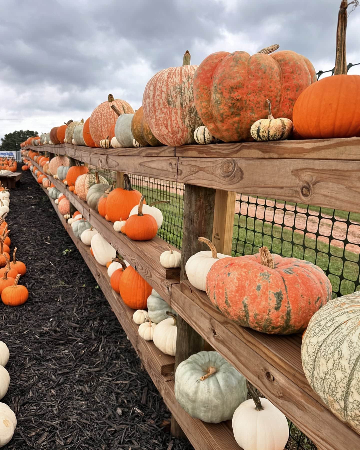 pumpkins for sale at Harvest Celebration at Jaemor Farms