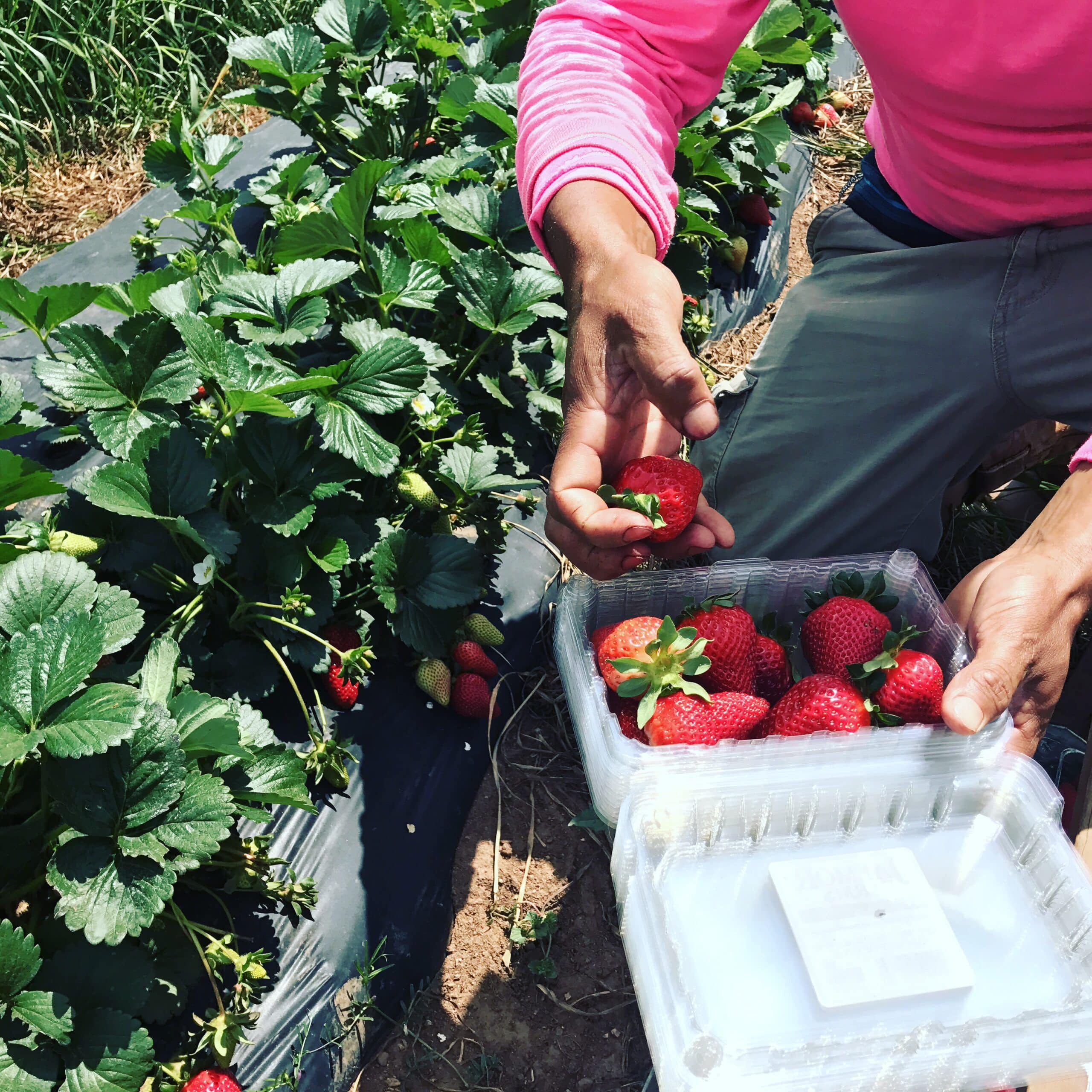 strawberries from the field at Jaemor Farms
