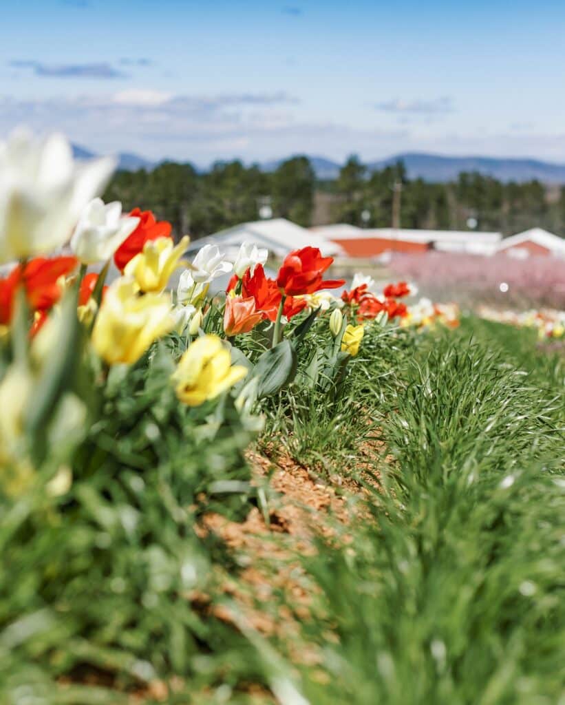 tulips-2