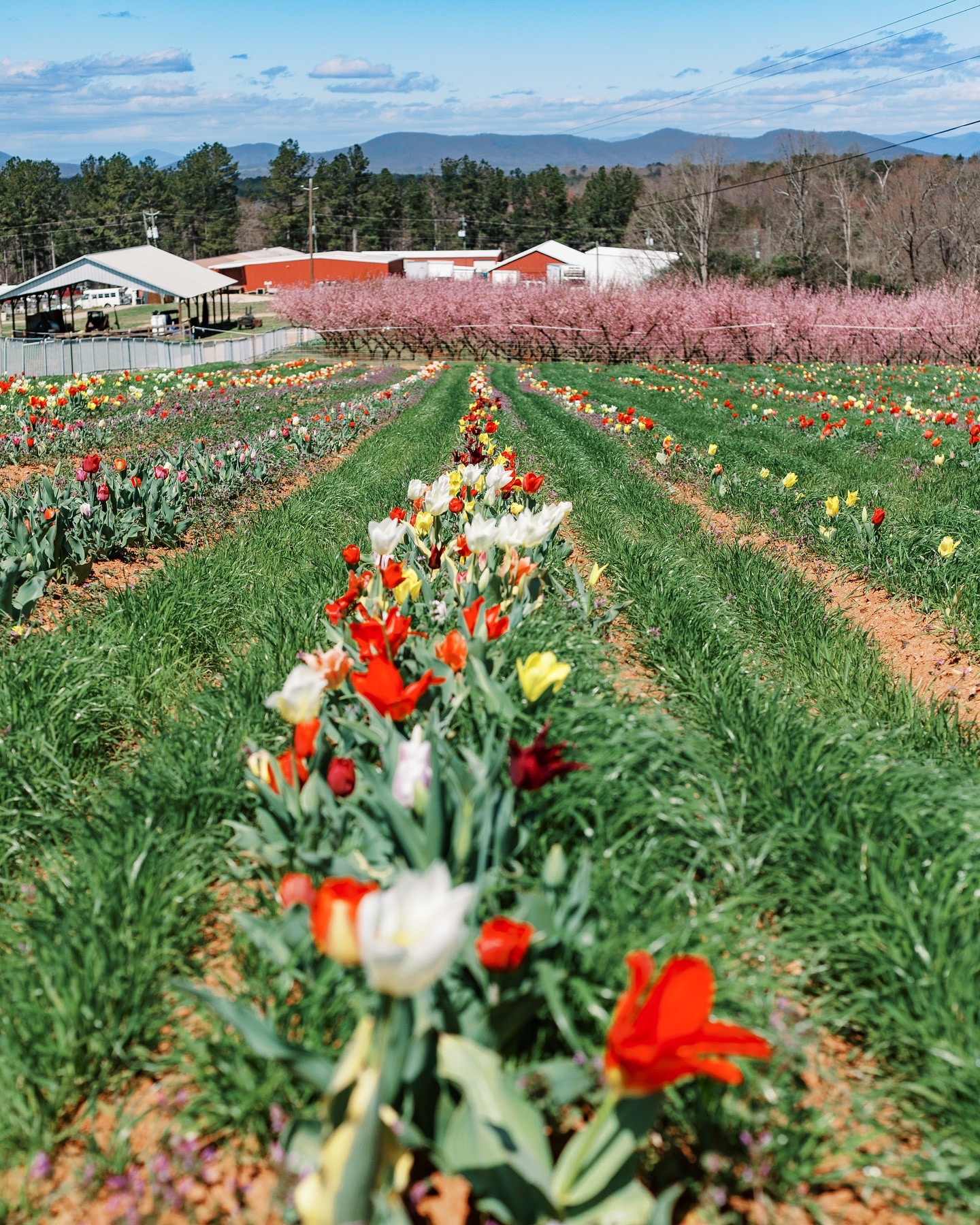 tulip fields at Jaemor Farms