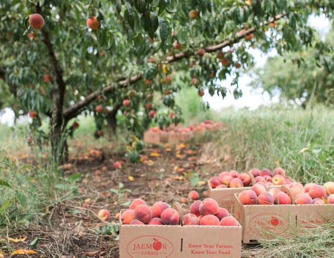 peach tree