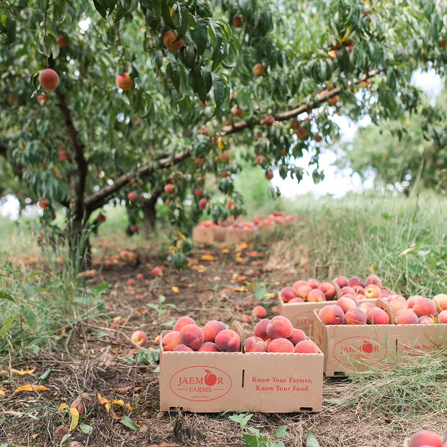 Jaemor Farms photo 22