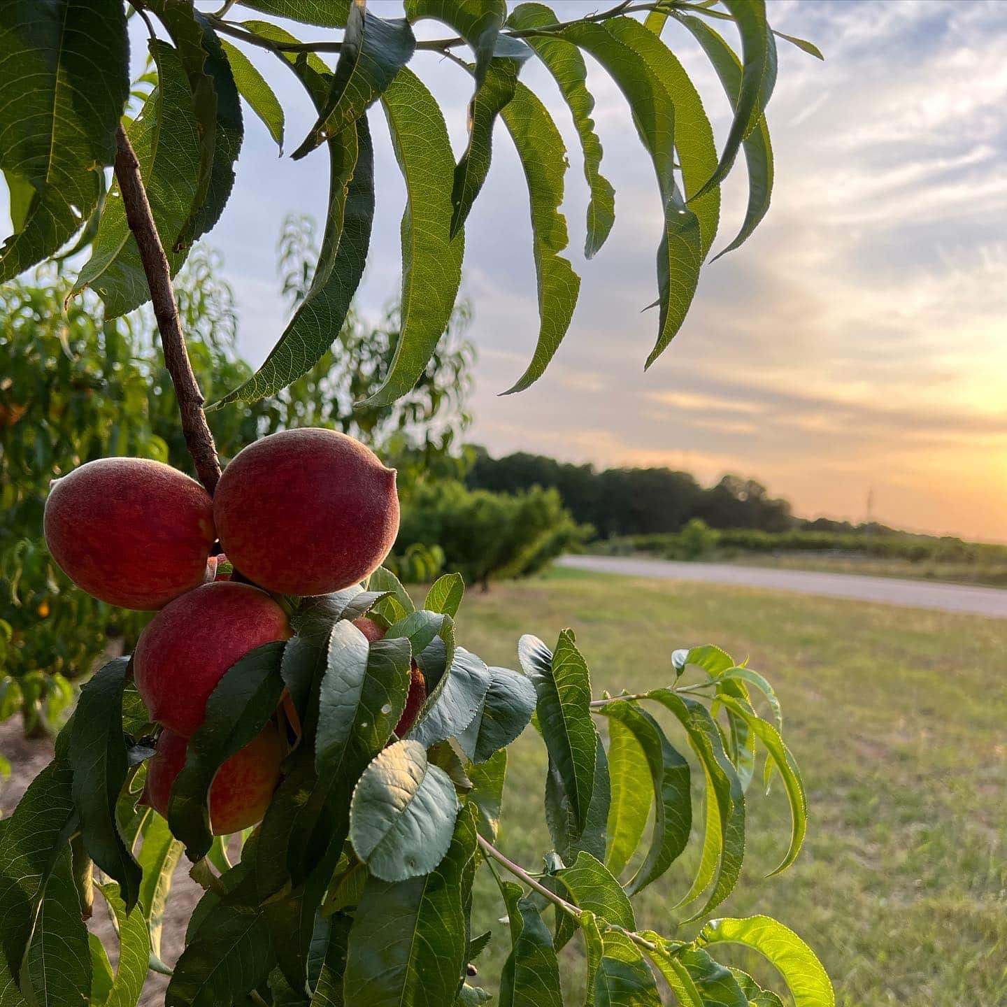 peach tree