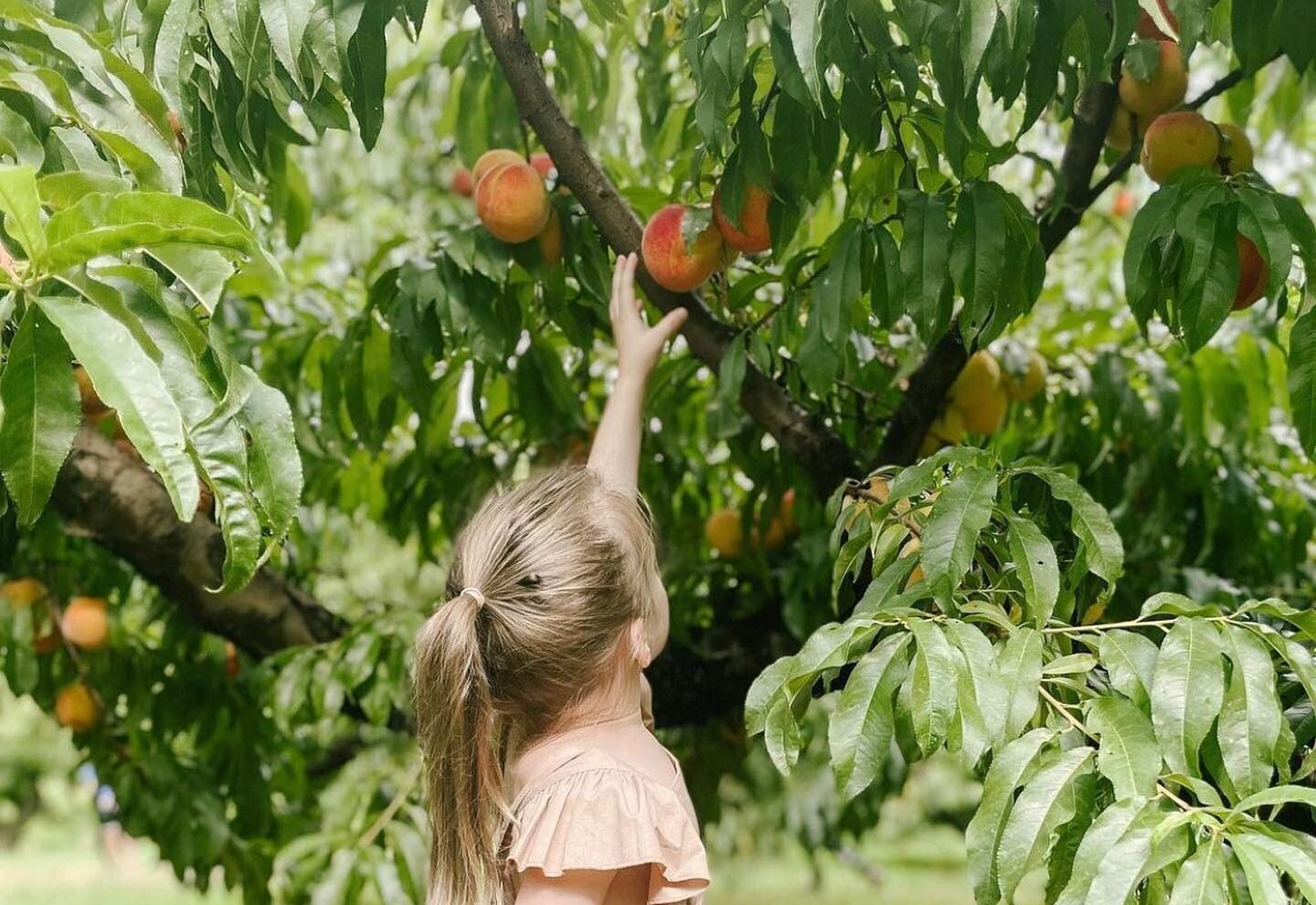 peach picking
