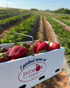 strawberry picking at Jaemor Farms