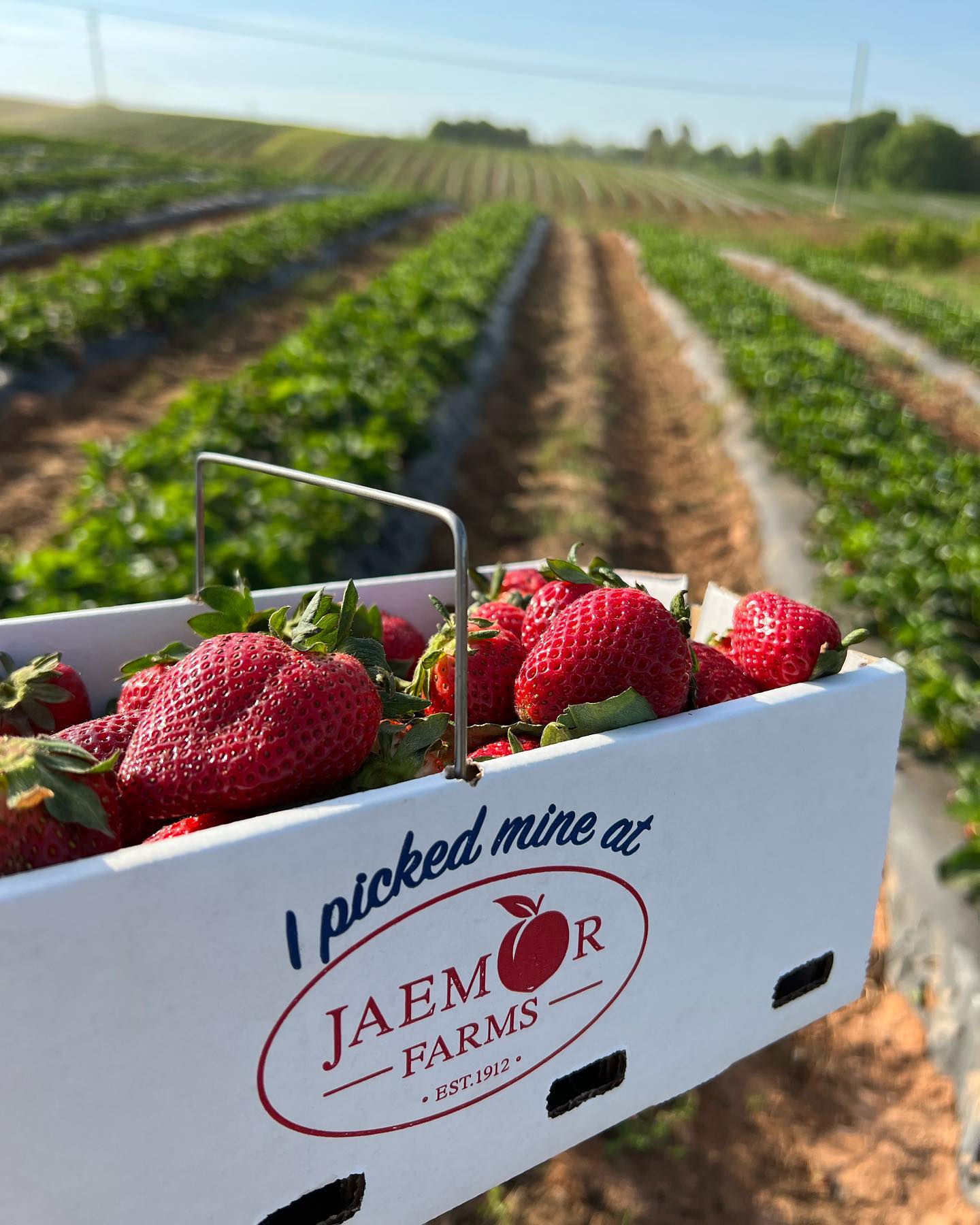 strawberry picking at Jaemor Farms