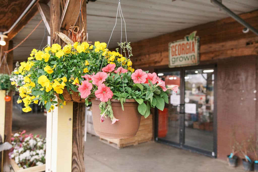 flowers for sale at Jaemor Farms