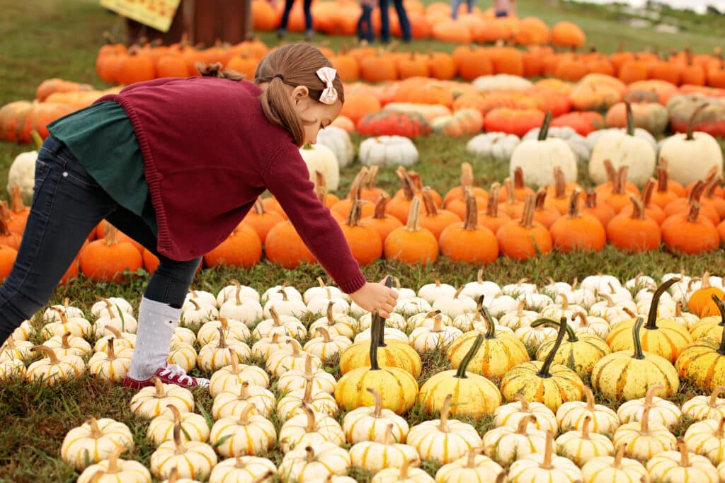 girl picking pumpkin at the pumpkin patch at Jaemor Farms