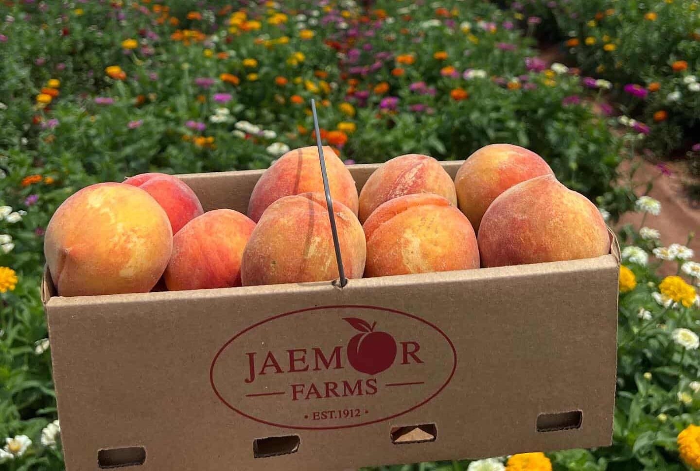 peaches and flower field