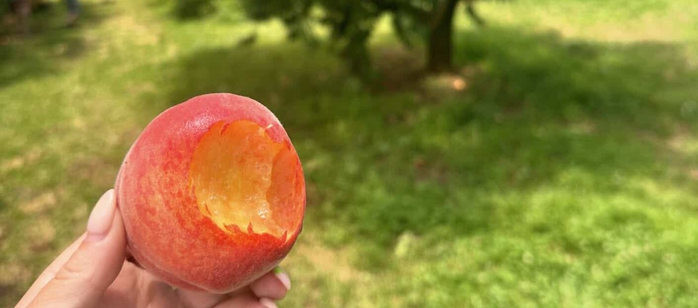 bite of a georgia peach