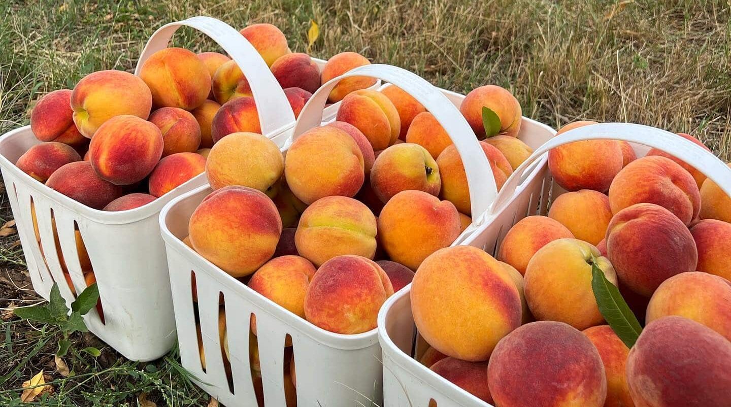 peaches from Jeamor