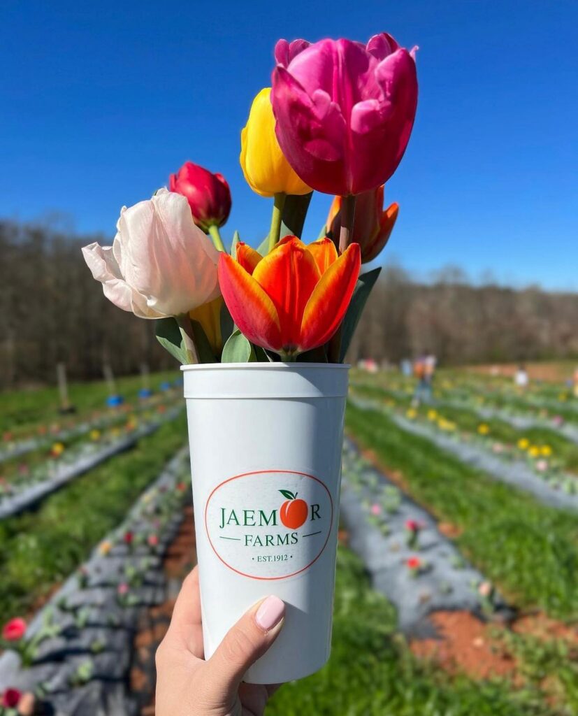 Jaemor Farms photo 3