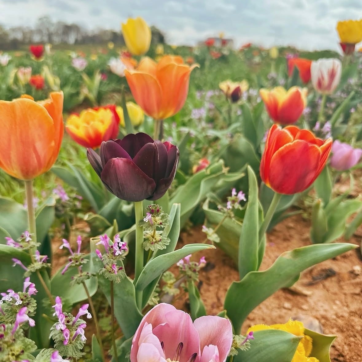 tulips