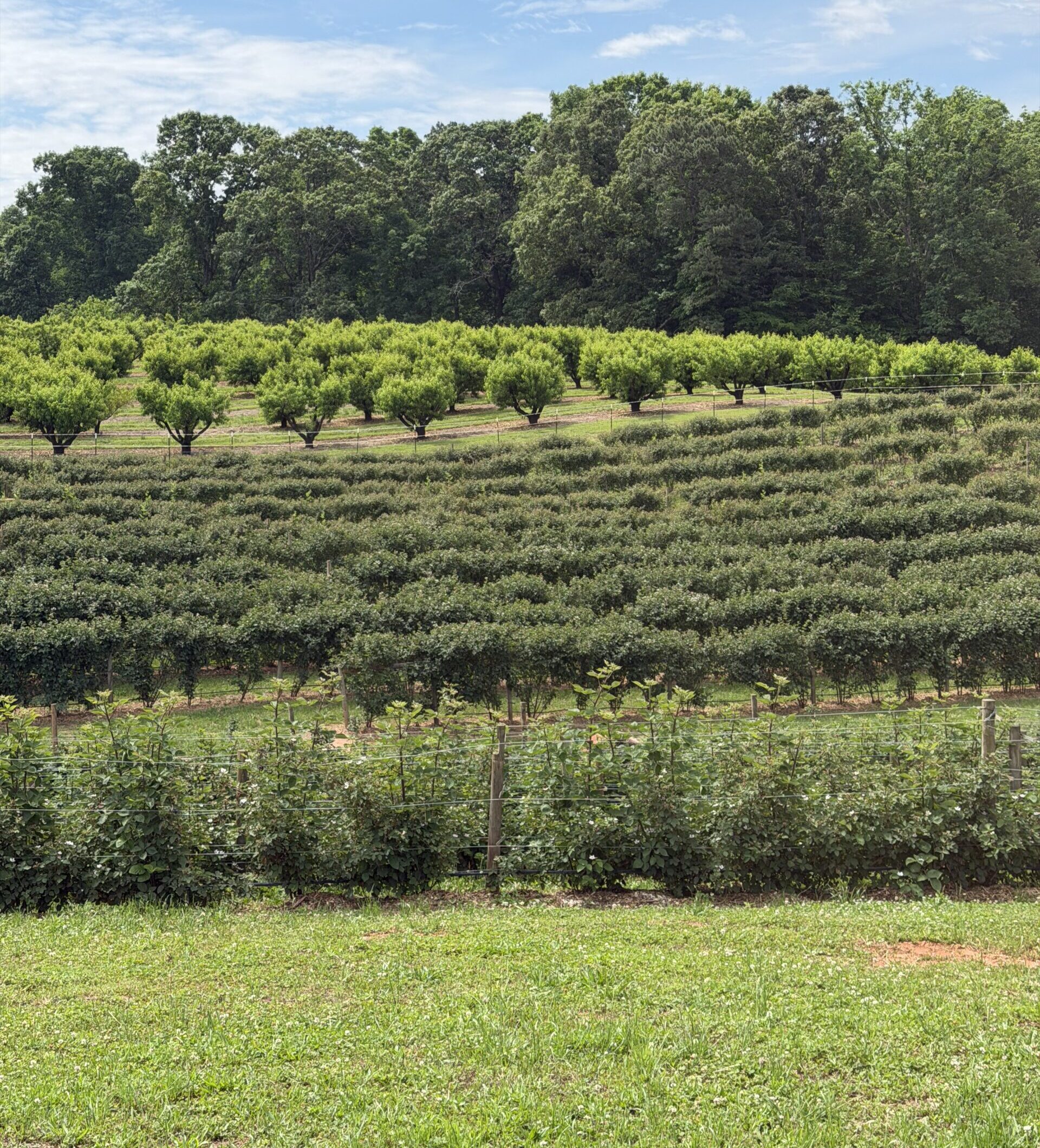 blackberry fields crop