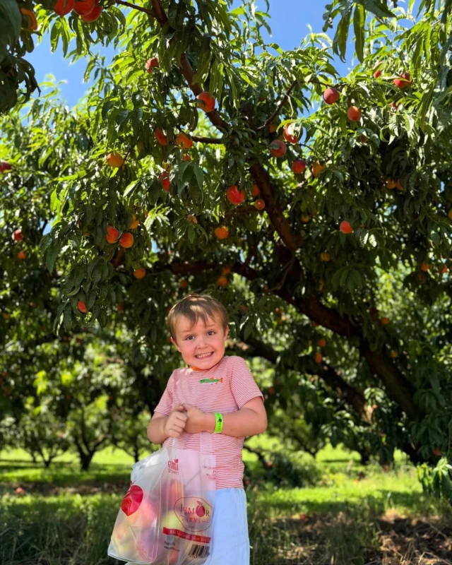 Big smiles because it’s a beautiful Saturday and U-Pick is OPEN 😍🍑🌸🥒

📆 Dates and Times
Sat. 6/21 and Sun 6/22: 10am-5pm
*Last admission sold one hour before close

🎟️ Admission: $6/person + tax ages 3+. Includes access to ALL u-pick fields, farm games and a wagon ride to the orchard!
•••
⭐️ U-Pick Offerings ⭐️ 

🍑 Peaches: $25 peck bag or 2 for $40
🌸 Farm Flowers: $8 small cup or $20 large bucket
🥒 Garden Veg Mix (squash, zucchini, green beans): $9 small bag (~3 lbs) or $20 large bag (~8 lbs.)

*Containers from home and pets are NOT permitted.

📸: @lewcaro
