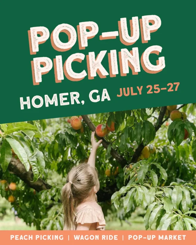 Athens-area/Northeast Georgia folks 📣 We've got a treat in store for you—closer to home than ever before! We're excited to announce an exclusive "Pop-Up Picking" opportunity at our farm in Homer, GA. Come out to explore a part of our farm that you may have never seen before. It'll be a weekend full of peach picking, wagon rides and even a pop-up market. Check out the details below ⬇️⠀
⠀
📍381 Wright St. Homer, GA 30547⠀
⠀
📆 Dates and Times⠀
Friday, July 25: 10am-4pm⠀
Saturday, July 26: 10am-5pm⠀
Sunday, July 27: 12-5pm⠀
*Last wagon ride leaves one hour before closing each day.⠀
⠀
🎟️ Admission: $2/person + tax for ages 3+. Includes a wagon ride and access to our orchard!⠀
⠀
🍑 Peck Bags: $25 each or 2 for $40⠀
*Each group must purchase at least one bag to enter the field.⠀
⠀
🛒 We will have a Pop-Up Market with ICE CREAM, fresh produce and other delicious Jaemor goodies.⠀
⠀
*Containers from home and pets are not permitted at the Homer farm.