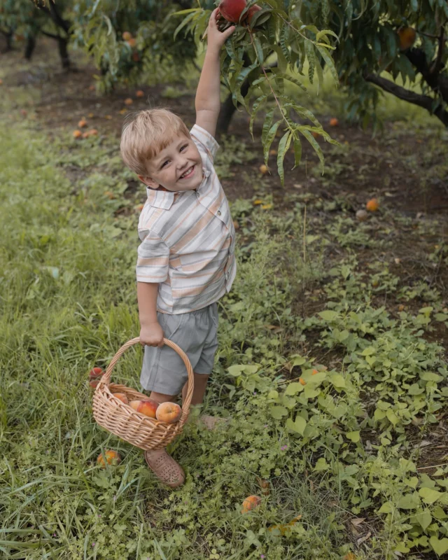 Sweet News 🍑 There’s more in store at U-Pick this weekend! We’ve finally reached true summer months and it’s harvest time! Check the details below as you plan your visit ⬇️ 

📆 Dates and Times
Friday, June 27: 10a-4p
Sat. 6/28 and Sun 6/29: 10am-5pm
*Last admission sold one hour before close

🎟️ Admission: $6/person + tax ages 3+. Includes access to ALL u-pick fields, farm games and a wagon ride to the orchard!
•••
⭐️ U-Pick Offerings ⭐️ 

🍑 Peaches: $25 peck bag or 2 for $40
🌸 Farm Flowers: $8 small cup or $20 large bucket
🥒 Garden Veg Mix (squash, zucchini, green beans): $9 small bag (~3 lbs) or $20 large bag (~8 lbs.)

*Containers from home and pets are NOT permitted.