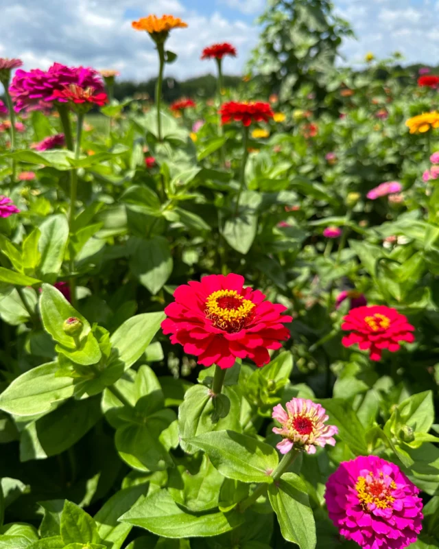 No Sunday Scaries with this view 💐 Ready to pick a homegrown bouquet of flowers to spruce up your home? Visit us today for a full on-farm experience. Learn more below 👇🏻

📆 Dates and Times
Sun 6/29: 10am-5pm
*Last admission sold one hour before close.

🎟️ Admission: $6/person + tax ages 3+. Includes access to ALL u-pick fields, farm games and a wagon ride to the orchard!
•••
⭐️ U-Pick Offerings ⭐️ 
🍑 Peaches: $25 peck bag or 2 for $40
🌸 Farm Flowers: $8 small cup or $20 large bucket
🥒 Garden Veg Mix (squash, zucchini, green beans): $9 small bag (~3 lbs) or $20 large bag (~8 lbs.)

*Containers from home and pets are NOT permitted.